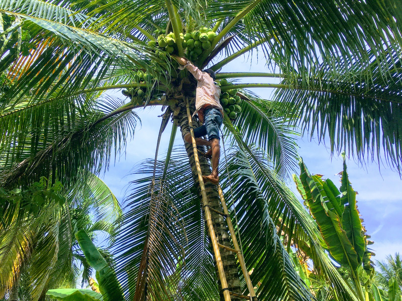 A coconut farmer climbing a palm in a working Ben Tre garden