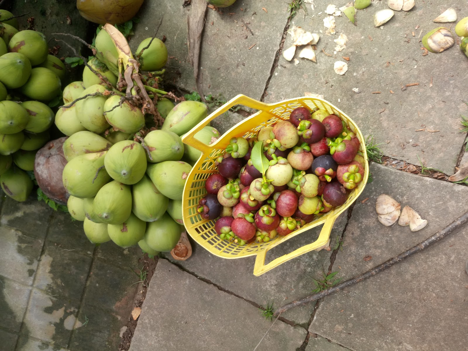 Fresh green coconuts and seasonal tropical fruit from a Ben Tre garden