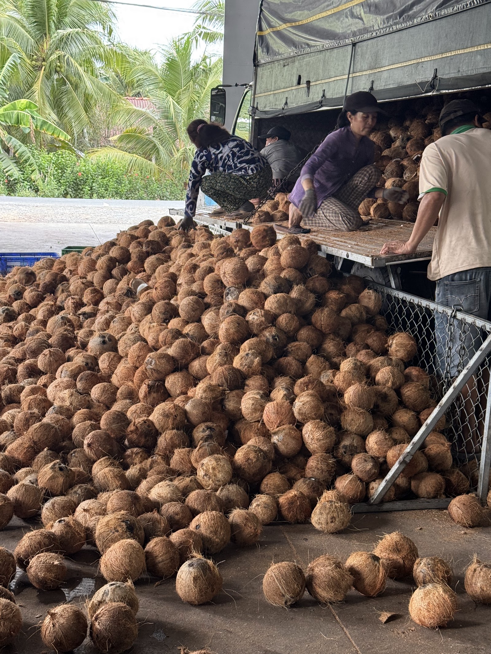 Workers unloading coconuts from a truck at a local cooperative