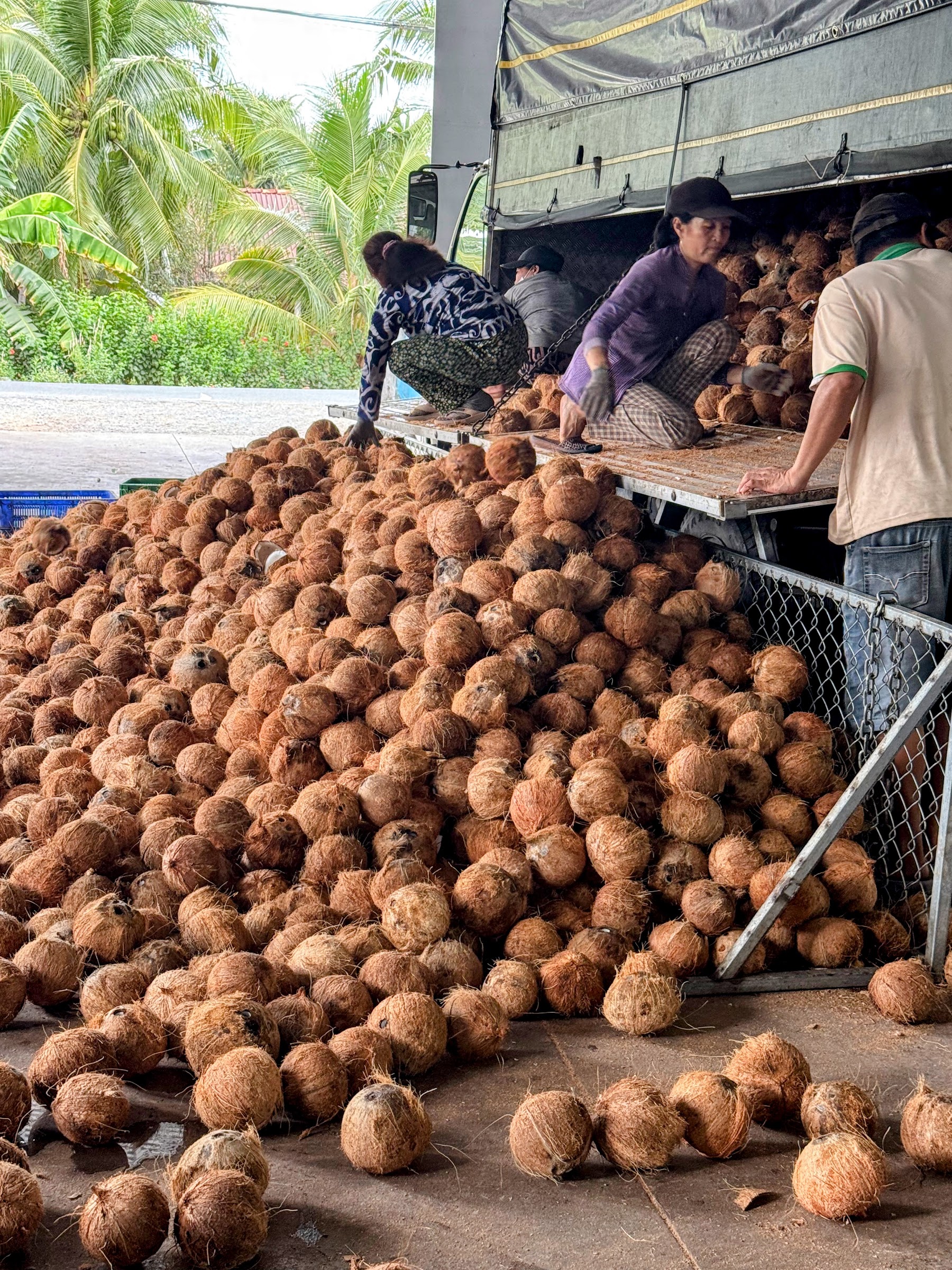 Workers unloading a large pile of coconuts at a processing place in Ben Tre