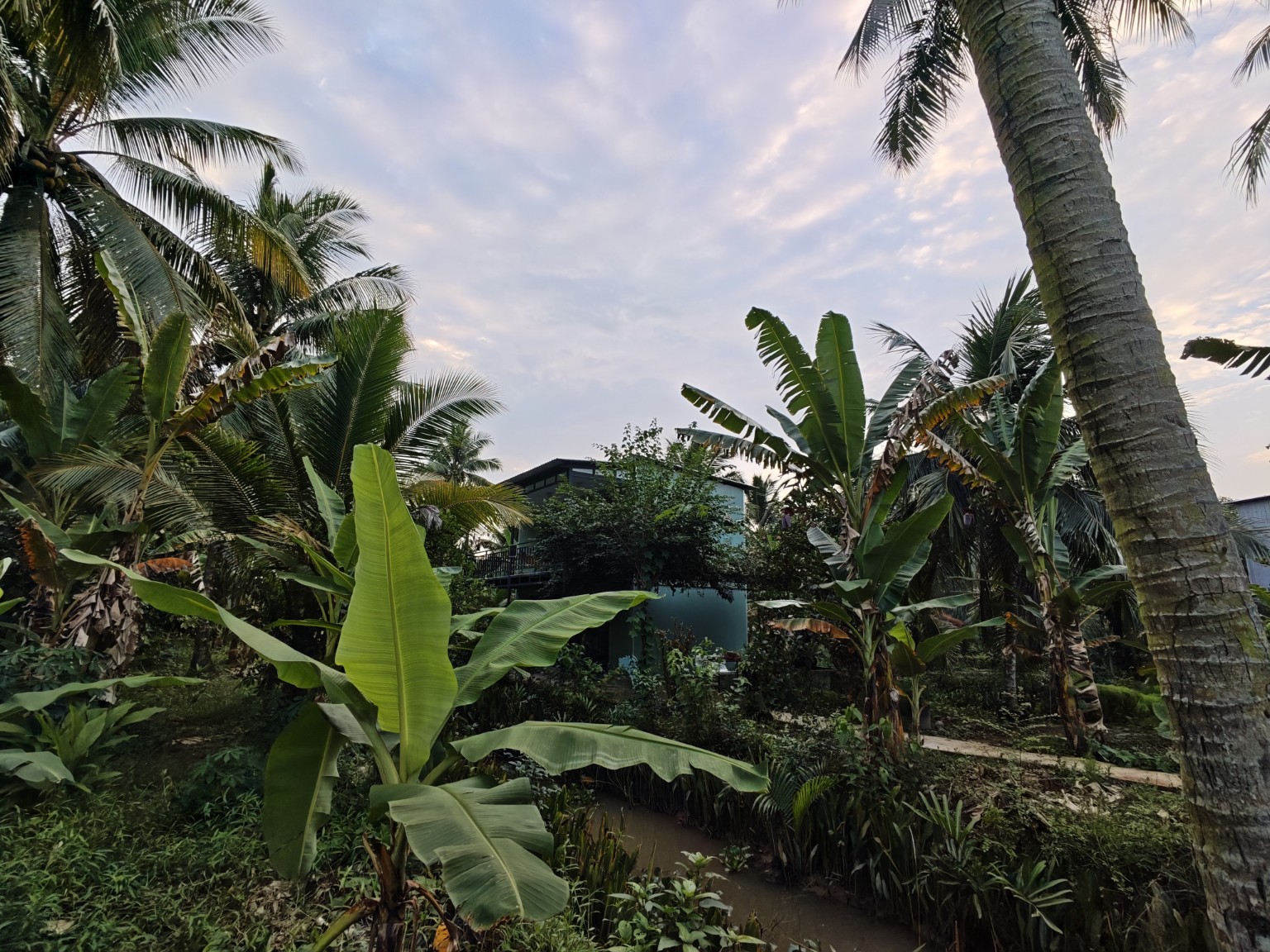 Two-bedroom house surrounded by coconut palms and banana trees on a working farm in Ben Tre