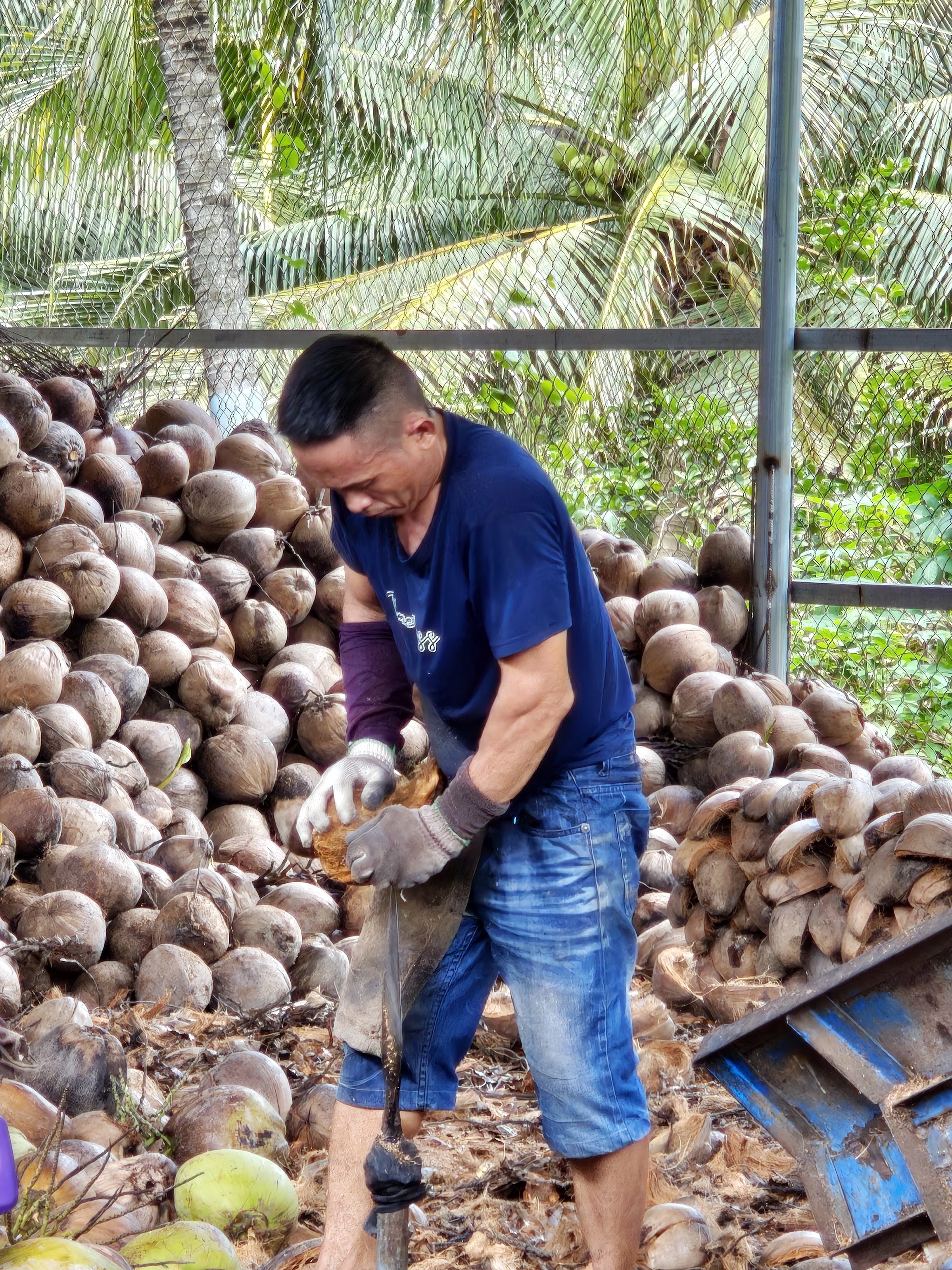 Thuần working with a pile of harvested coconuts at Coco Happy Farm in Ben Tre