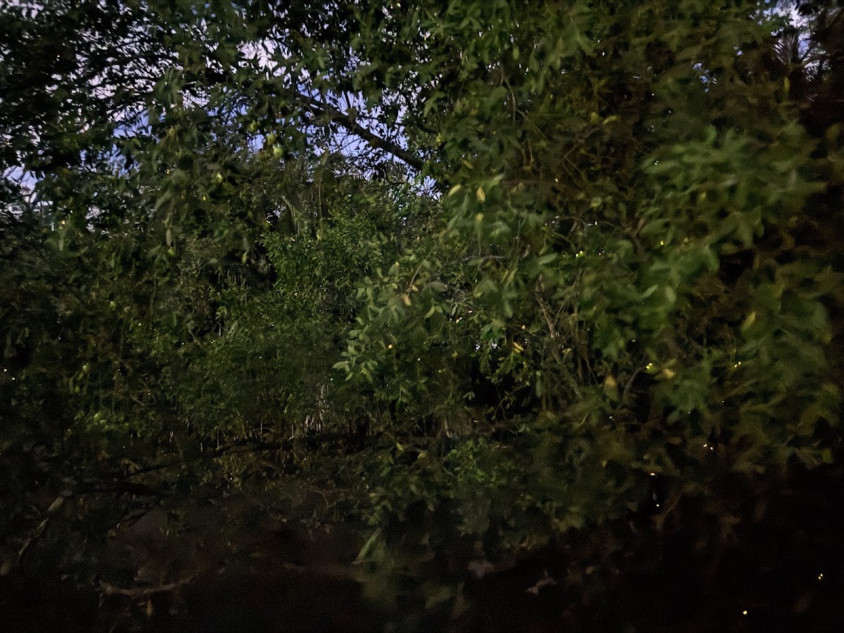 Small firefly lights visible among the leaves of a bần tree at night in Ben Tre